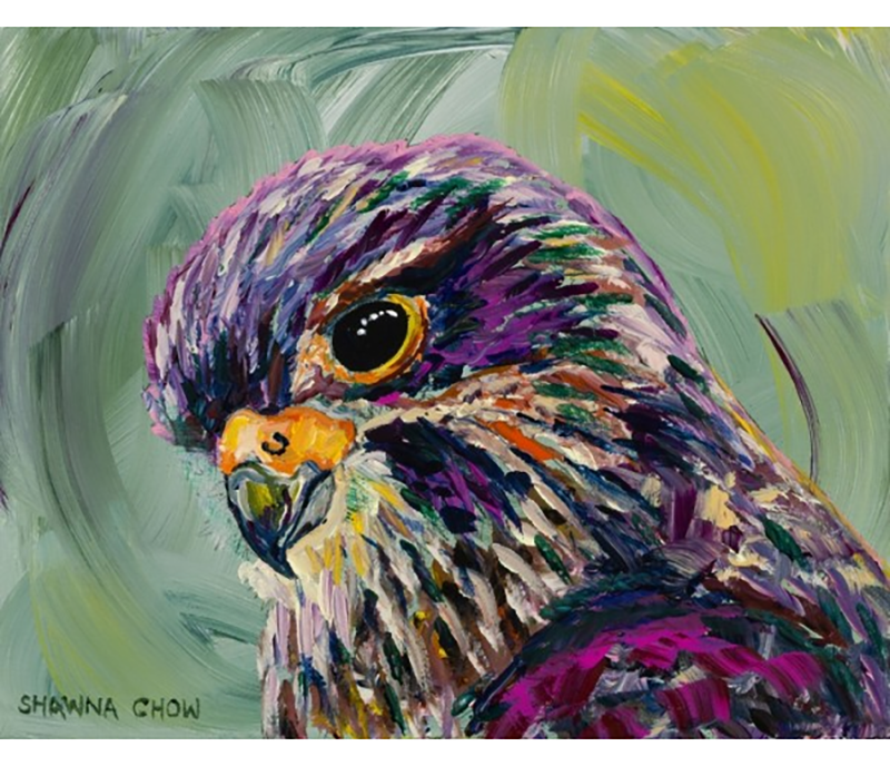 NZ Falcon Kareaera