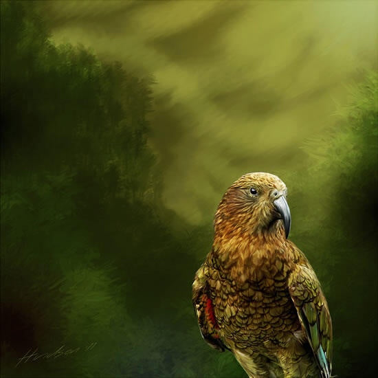 Julian Hindson - Kea Kaha Print - 80x80cm